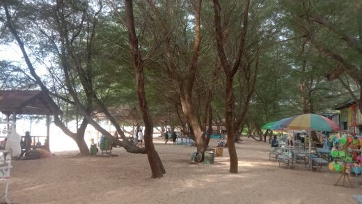 Klasifikasi Makhluk Hidup di Pantai Lon Malang