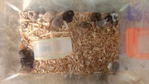 Hamster Campbell