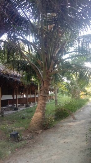 Pohon Kelapa