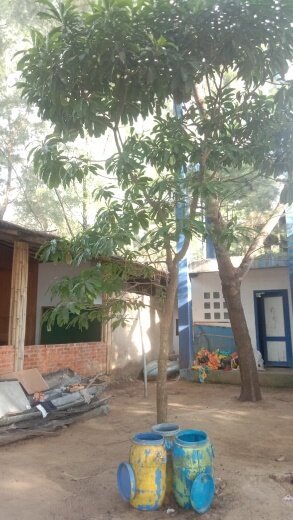 Pohon Pulai