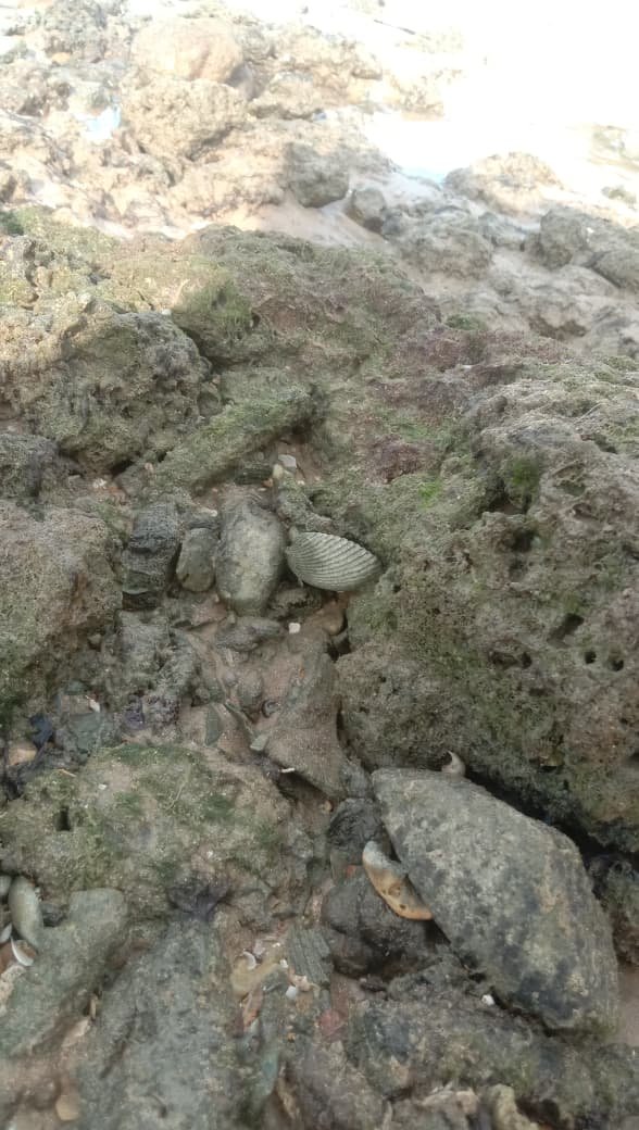 Batuan Karang Sebagai Komponen Abiotik